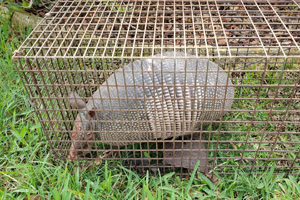 Armadillo Removal